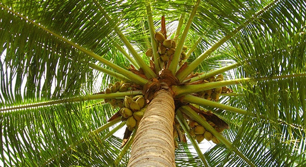 neozhidannaya-pravda-o-kokosovom-masle-2